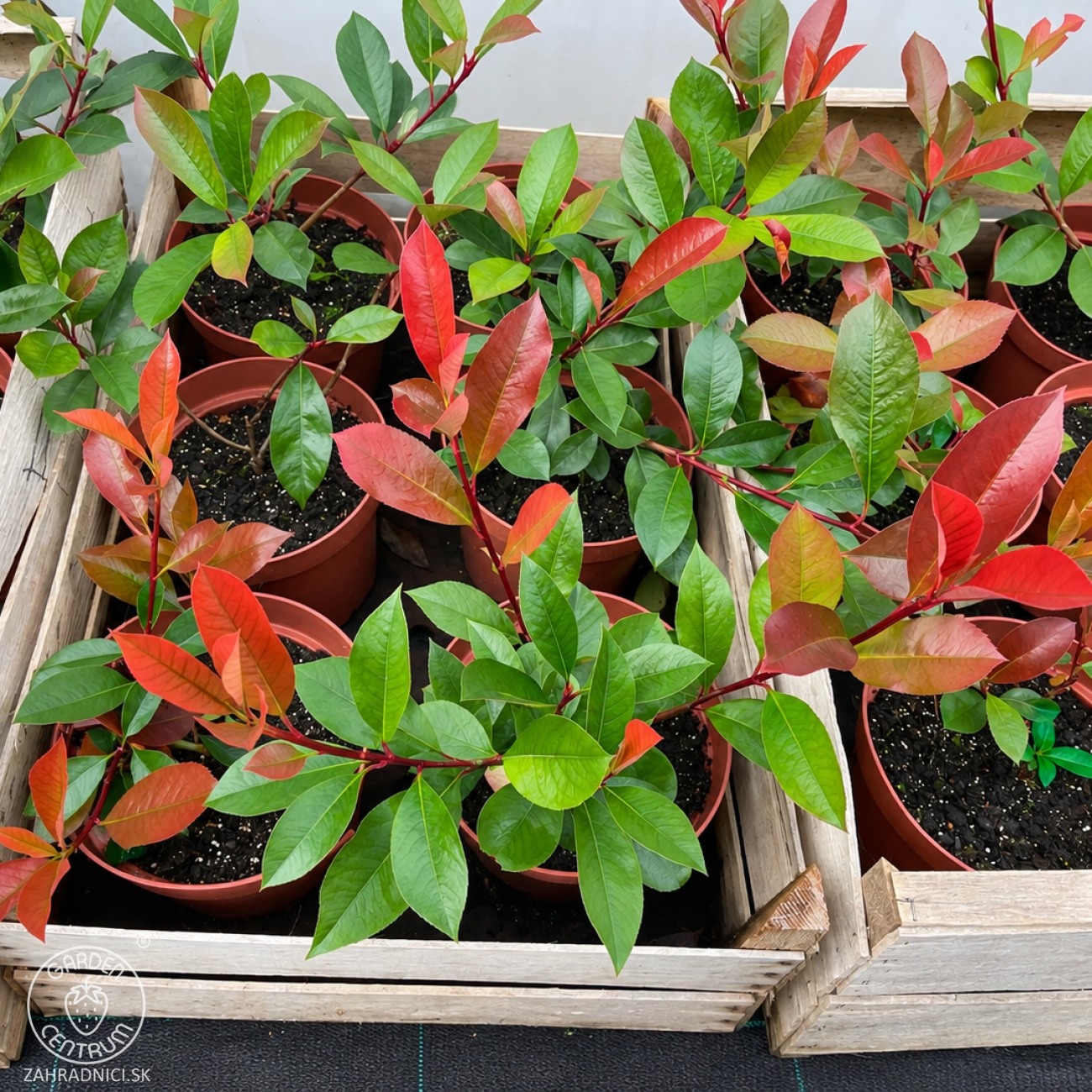 Obrázok Červienka Fraserova (Photinia × fraseri) ‘RED ROBIN TOSCANA’ - výška 20-30, kont. C2L
